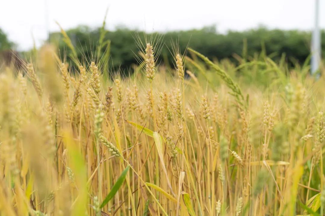 董振祥大师美食文化随笔之二十一： 新麦子下来吃面筋